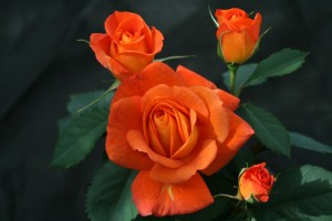 SUPER TROUPER (floribunda)